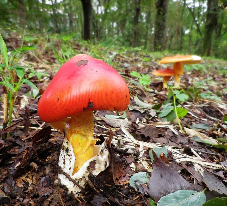 森林学科